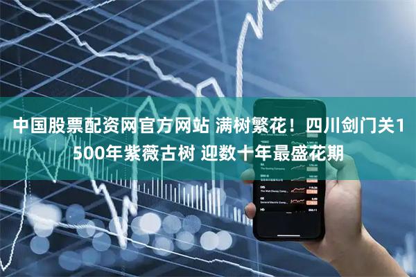 中国股票配资网官方网站 满树繁花！四川剑门关1500年紫薇古树 迎数十年最盛花期